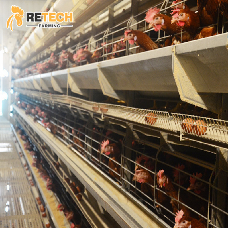 ระบบอุปกรณ์เลี้ยงไก่แบบอัตโนมั - Farming System & Sustainable Agriculture บทวิจารณ์และราคา